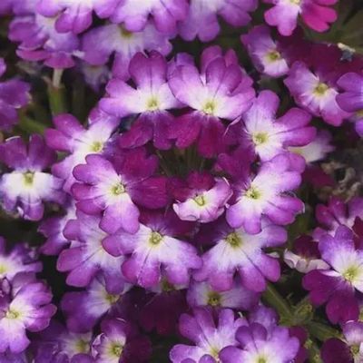 Verbena Beats™ 'Purple +White' Beats™ Purple+White Verbenia