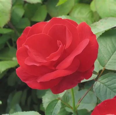 Rosa x  'Emily Carr' Emily Carr Rose