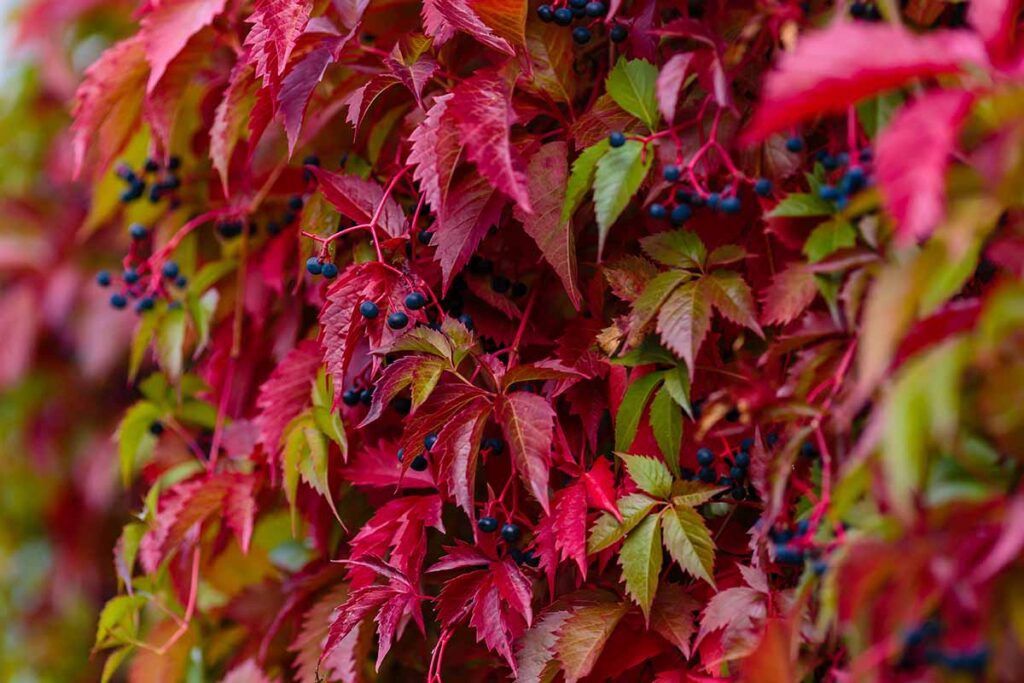 Parthenocissus quinquefolia Virginia Creeper