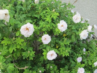 Rose x 'Snow Pavement' Snow Pavement Rose