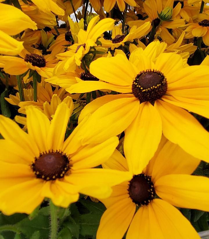 Rudbeckia hirta Sunspot™ ' Gold' Sunspot™ Gold Black-Eyed Susan
