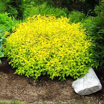 Spirea japonica 'Goldmound' Goldmound Spirea