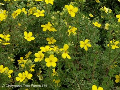 Potentilla fruiticosa 'Coronation Triumph' Coronation Triumph Potentilla