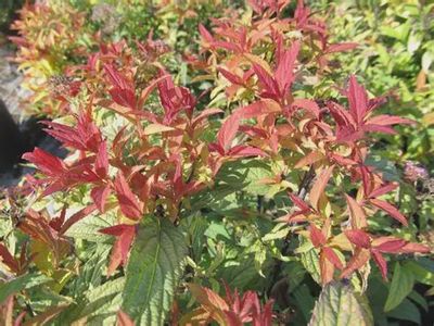 Spirea japonica 'Flaming Mound' Flaming Mound Spirea