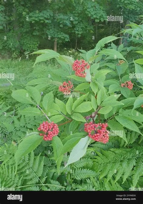 Sambucus racemosa Red Elder