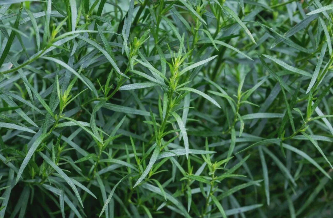 Artemisia dracunculus French Tarragon