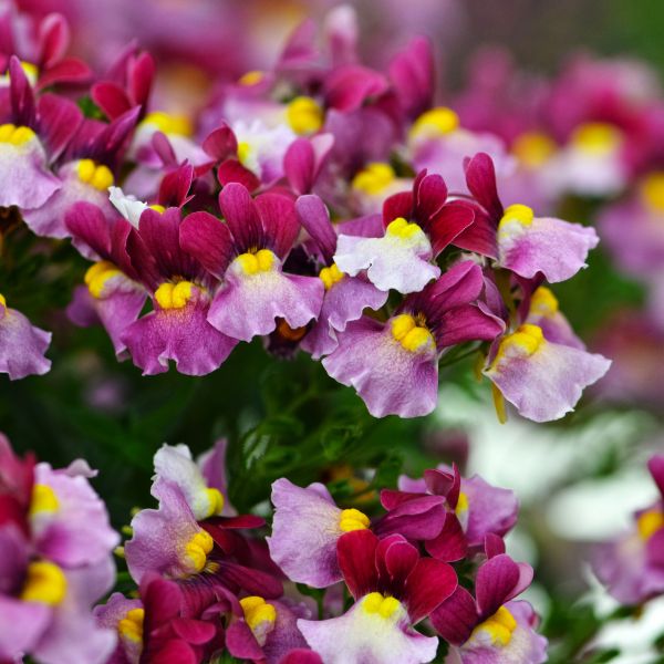 Nemesia hybirds Escential® 'Penw1023' Escential® Zazzleberry