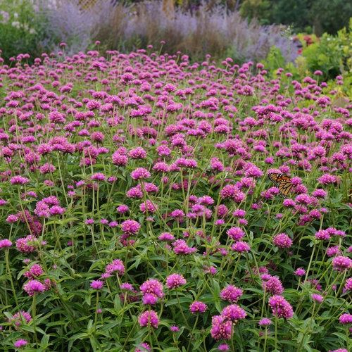 Gomphrena pulchella Truffula™ 'PAST0517E' Pink Globe Amaranth