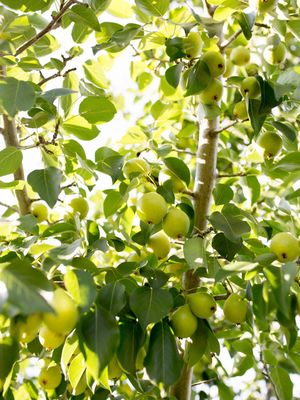 Pyrus x 'Jefgold' Early Gold® Pear