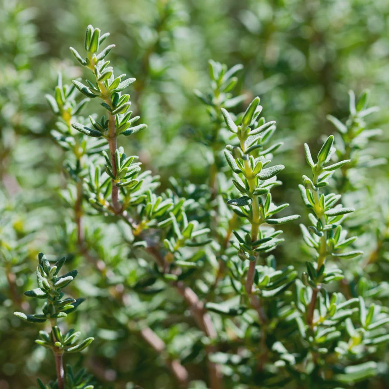Thymus vulgaris English Thyme