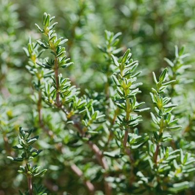 Thymus vulgaris English Thyme