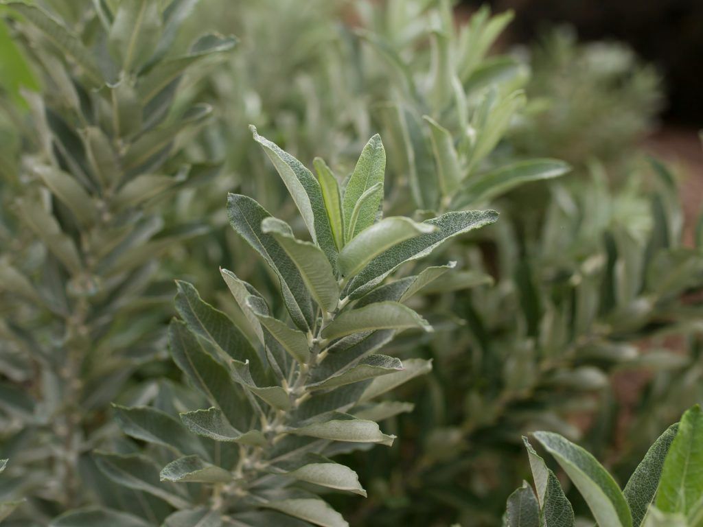 Salix candida 'Jefberg' Iceberg Alley® Willow