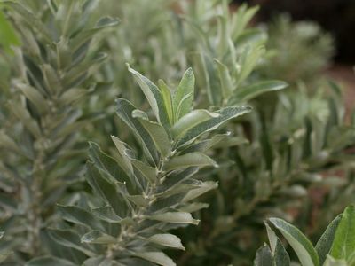 Salix candida 'Jefberg' Iceberg Alley® Willow