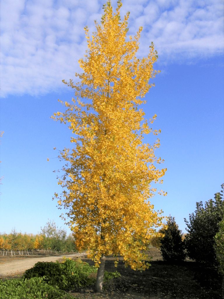 Populus deltoides 'Jefcot' Skyfest Cottonwood Poplar