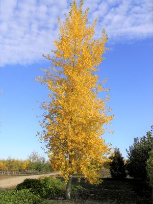 Populus deltoides 'Jefcot' Skyfest Cottonwood Poplar