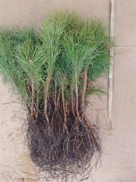 Pinus sylvestris 3-0 BR Seedling Scots Pine