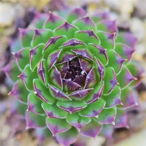 Sempervivum tectorum  'Reinhard' Reinhard Hen and Chicks
