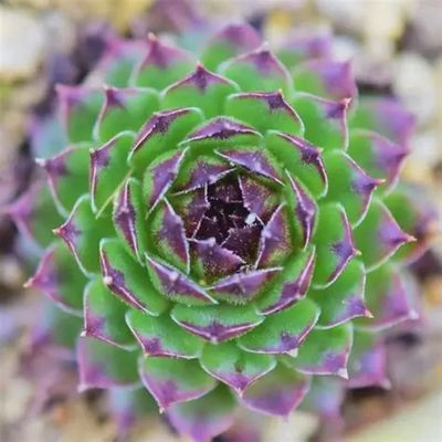 Sempervivum tectorum  'Reinhard' Reinhard Hen and Chicks