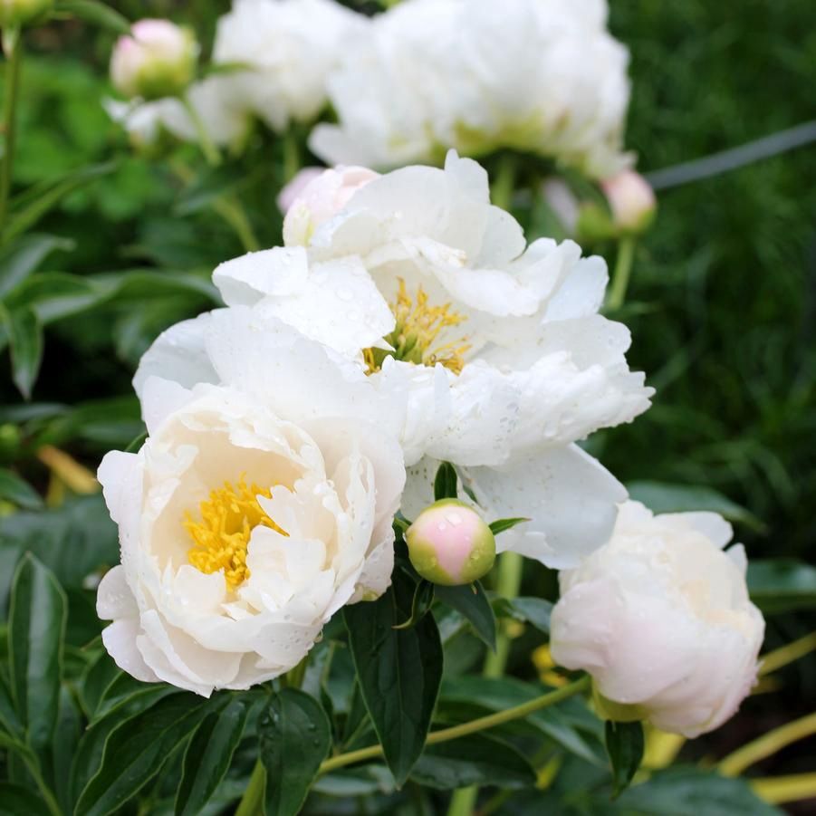 Paeonia lactiflora 'Miss America'  Miss America Peony