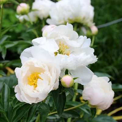 Paeonia lactiflora 'Miss America'  Miss America Peony