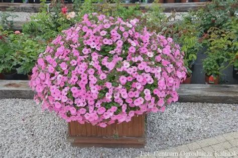 Petunia Supertunia® Vista 'USTUNI6001' Supertunia® Vista Bubblegum®