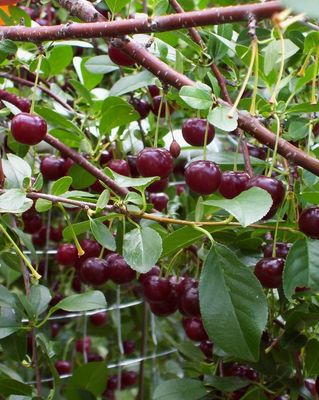 Prunus x kerrasis 'SK Carmine Jewel' CVI Carmine Jewel Cherry CVI