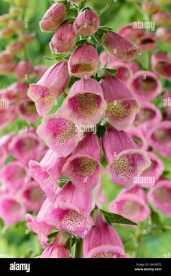 Digtailis x mertonensis Strawberry Foxglove