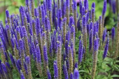 Veronica spicata 'Baby Boomer Blue' Baby Boomer Blue Speedwell
