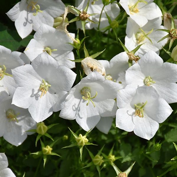 Campanula White Clips