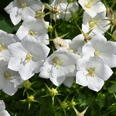 Campanula White Clips