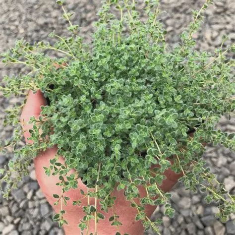 Thymus pseudolanuginosus Wooly Thyme