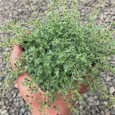 Thymus pseudolanuginosus Wooly Thyme