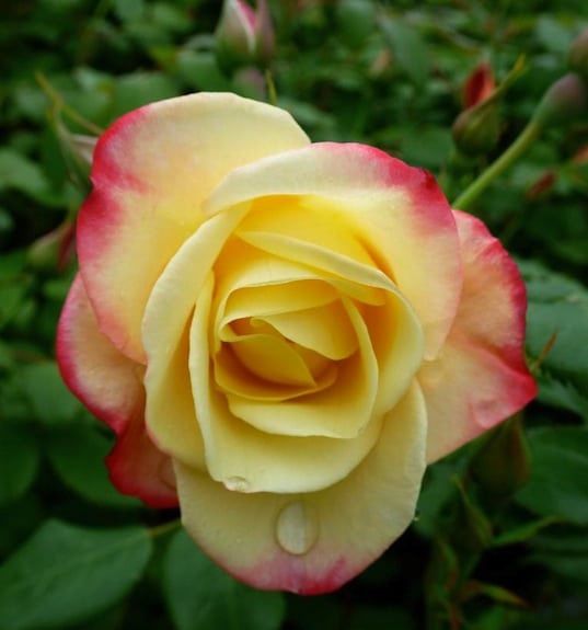 Rosa 'Camp Fire' Camp Fire Rose