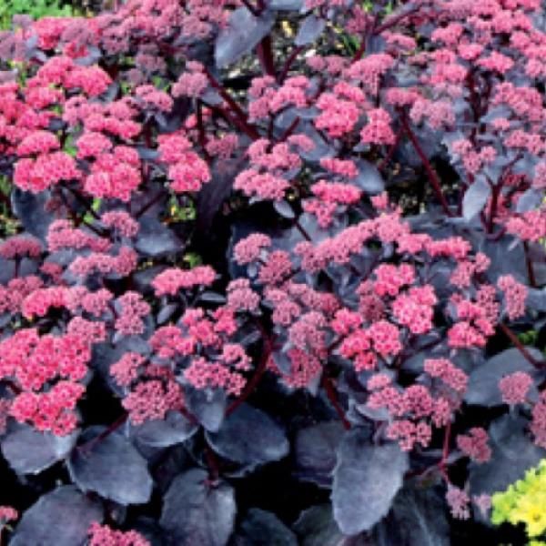 Sedum 'Cherry Truffle' Cherry Truffle Stonecrop