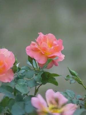 Rosa x 'Marmalade Dream' Marmalade Dream Rose