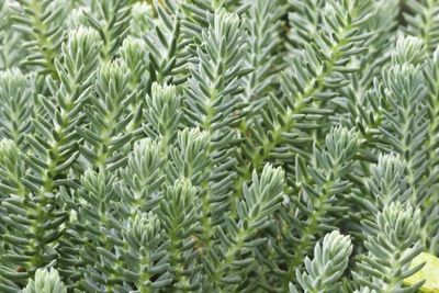 Sedum reflexum  'Blue Spruce' Blue Spruce Stonecrop