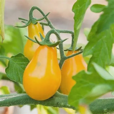 Tomato Yellow Pear