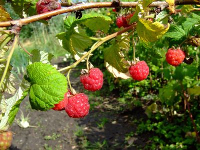 Rubus x 'Boyne' Boyne Raspberry