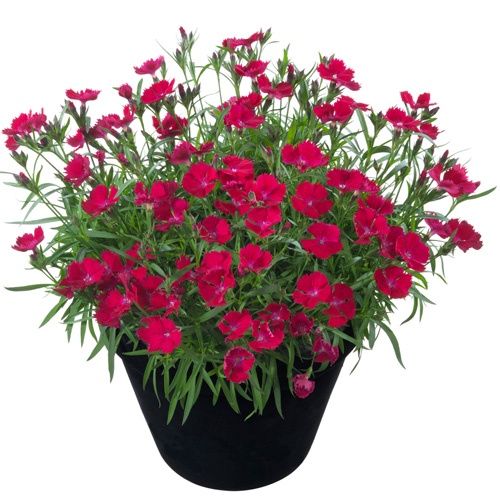 Dianthus Beauties® 'Tyra'  Beauties® Tyra Pinks