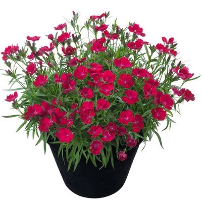 Dianthus Beauties® 'Tyra'  Beauties® Tyra Pinks