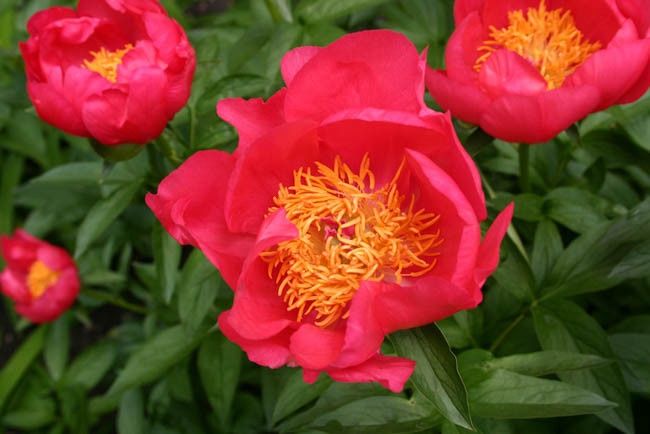 Paeonia laciflora 'Blaze'  Blaze Peony