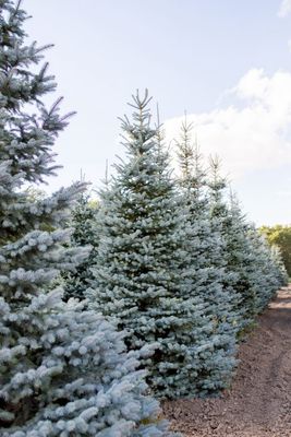Picea glauca 'Select Blue' Select Blue Colorado Spruce