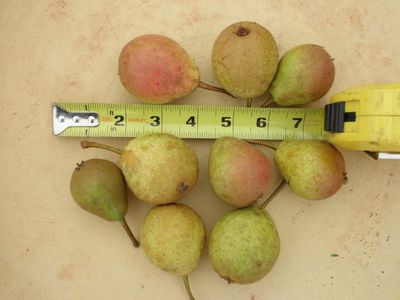 Pyrus x 'Ure Improved' Ure Improved Pear
