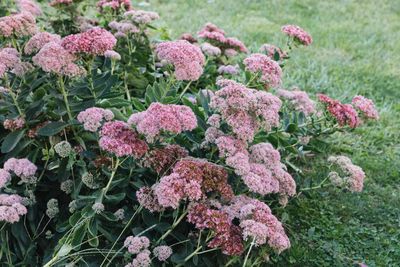 Sedum spectabile 'Autumn Joy' Autumn Joy Stonecrop