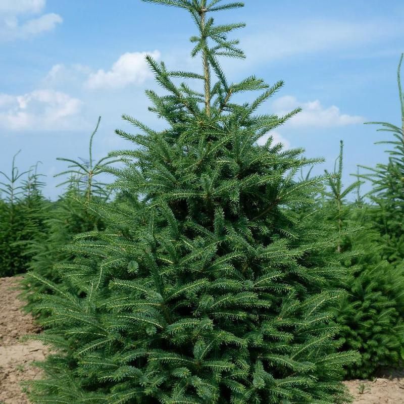 Picea glauca 'Densata' Black Hills White Spruce