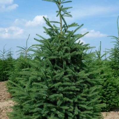 Picea glauca 'Densata' Black Hills White Spruce