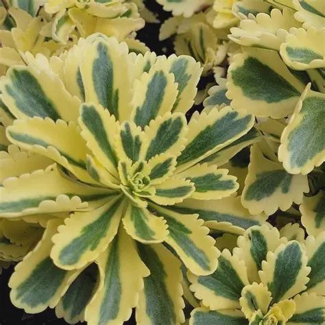 Sedum takesimense 'Atlantis' Atlantis Stonecrop