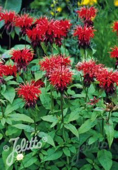 Monarda Red Panorama