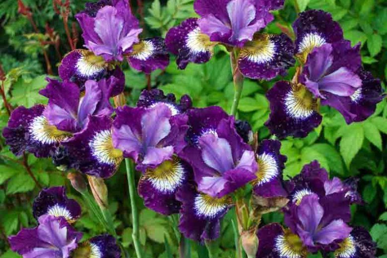Iris siberica 'Contrast In Styles' Contrast In Styles Siberian Iris