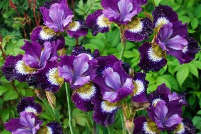 Iris siberica 'Contrast In Styles' Contrast In Styles Siberian Iris